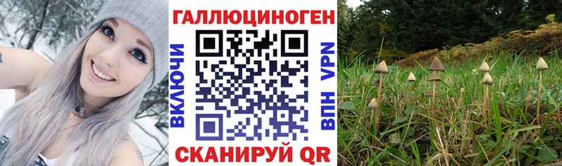 Псилоцибиновые грибы Psilocybine cubensis  Староминская 